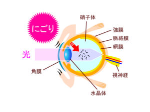 目の解剖図イラスト